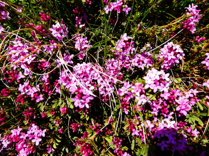 Fleurs de montagne dans les PO