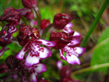 Quelques orchidées pyrénéennes